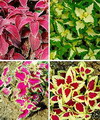 Coleus blumei